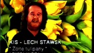 Kis Lech Stawski - Żółte tulipany