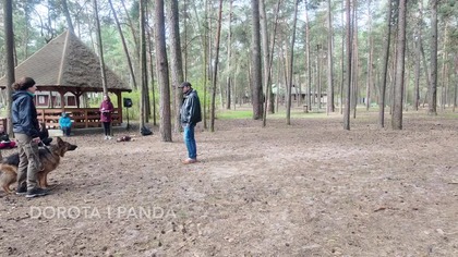 Panda przeszła kilka szkoleń.  Reaktywność została.  Co zrobiliśmy inaczej