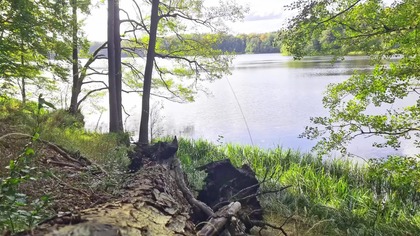 3H Quiet Forest Lake & Birdsong &bull; Natural Stereo Ambience for Focus & Clear Thinking
