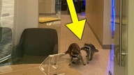 OTO NAJDZIWNIEJSZY NAPAD na BANK!