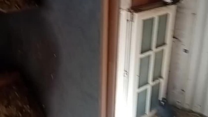 Wysyp wiosennych jajek  #egzotyka #pigeon #fus #birds #golebie #nature #kabootar