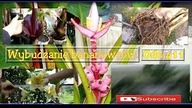 Odc. 411-- Już czas na wybudzanie bananowców.  CDN.