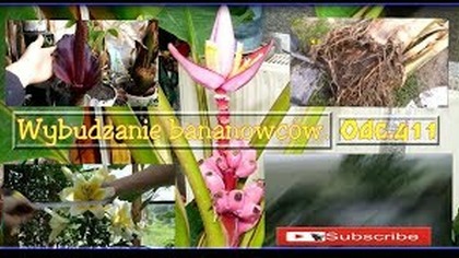 Odc. 411-- Już czas na wybudzanie bananowców.  CDN.