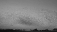 Sturnus Vulgaris (Starling) tribute - Norupo