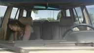 &raquo;Elisabetta Canalis pokazuje, jak się czuje pies w aucie
