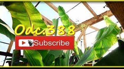 Odc. 388-Rośliny egzotyczne-styczeń 2018.  Amatorska uprawa, różne gatunki. Szklarnia