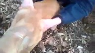 Pies z głową w plastikowej butelce