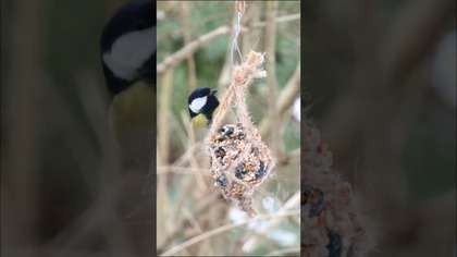 POKARM DLA PTAKÓW W KULACH z kanału @diy_art_ideas #shorts #diy #karmnik #birdfeeder