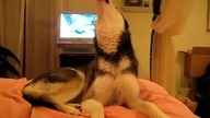 Husky mówi I Love You!