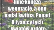 Inne kończą wegetację, a one nadal kwitną.  Ponad 8 tysięcy tych kwiatów ozdobi Lublin
