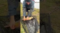 Karp z Weryni