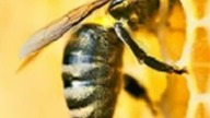 Abba Honey Honey