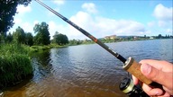 Okonie ze stojącej wody