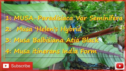 172.  MUSA-Paradisiaca Var Seminifera, helens hybrid, balbisiana Atia Black, itinerans India form
