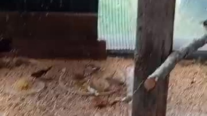 Karmienie zeberek i nawłoć, witaminy, suple i minerały #fus #birds #hodowlagolebi #nature #egzotyka