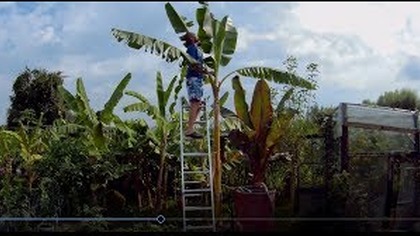 Odc. 494-Mierzenie wysokości banana sikkimensis red tiger. Jeden z odporniejszych bananów. Polecam
