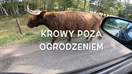 Krowy poza ogrodzeniem.  Vlog z farmy