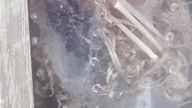 Eresus walckenaeri leaving the nest...  just to retreat seconds later LOL
