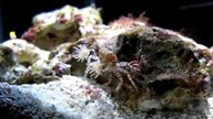 Krab cherleader