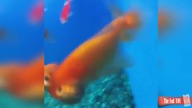 Funny Animals - Waryjoci :D #3