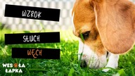 Węch - słuch - wzrok