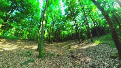 Relaxing Forest Sounds ¦ Spring Birdsong ¦ 4K Nature for Sleep, Meditation & Study