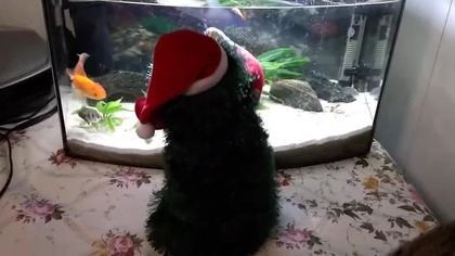 Masakrycznie śmieszny Jingle bell rock