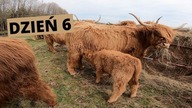 Vlog z farmy.  Budowa poskromu cz. 7