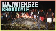 10 NAJWIEKSZYCH KROKODYLI