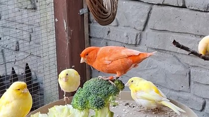 Kanarki i brokuł #canary