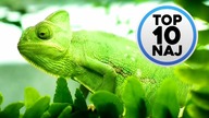 Top 10 Naj | Najlepsze Kamuflaże Zwierząt