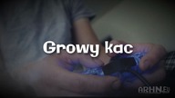 Growy kac