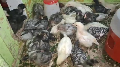 Kurczaki w kropki * polka dot chickens * 06.  08.  2025 (1)