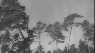 Szkice węglem (1956)