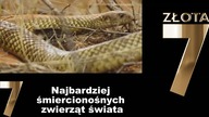 7 najbardziej śmiercionośnych zwierząt świata Sprawdź TO !