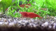 1 krewetki shrimp amano cherry aquarium