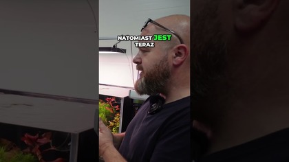 Akwarium roślinne jako wizytówka domu? Zobacz ten efekt! 