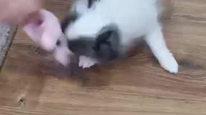 Chihuahua Luna Day 26