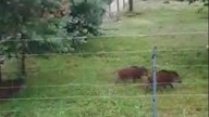 Coraz większy problem z dzikami w Gorzowie