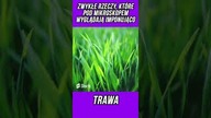 ZWYKŁE RZECZY, KTÓRE POD MIKROSKOPEM WYGLĄDAJĄ IMPONUJĄCO TRAWA