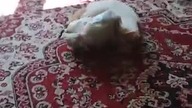 Wariatka czy psotnica?