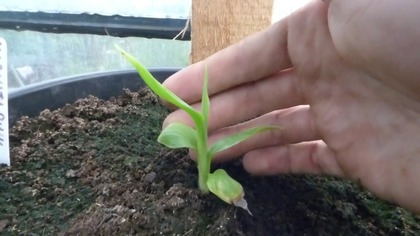 # 247.  Cz. 1 Banan musa ornata + musa velutina.