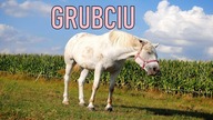 Otyłość u koni