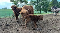 Highlandy się mnożą :) T2 w pszenicy