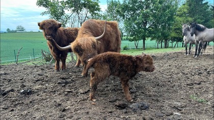 Highlandy się mnożą :) T2 w pszenicy