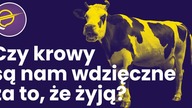 Czy weganizm oznacza koniec zwierząt hodowlanych?  Odpowiadam @Wojna Idei