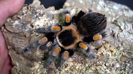 Nowe terrarium dla Brachypelma hamori!