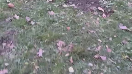 Poranny spacerek nerwowego secika.