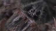 DOSTAŁEM SAMICĘ THERAPHOSA BLONDI!