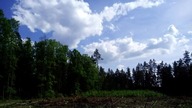 Beautiful clouds in forest timelapse